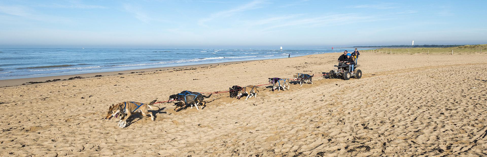 Chiens de traineau sur la plage à La Barre de Monts