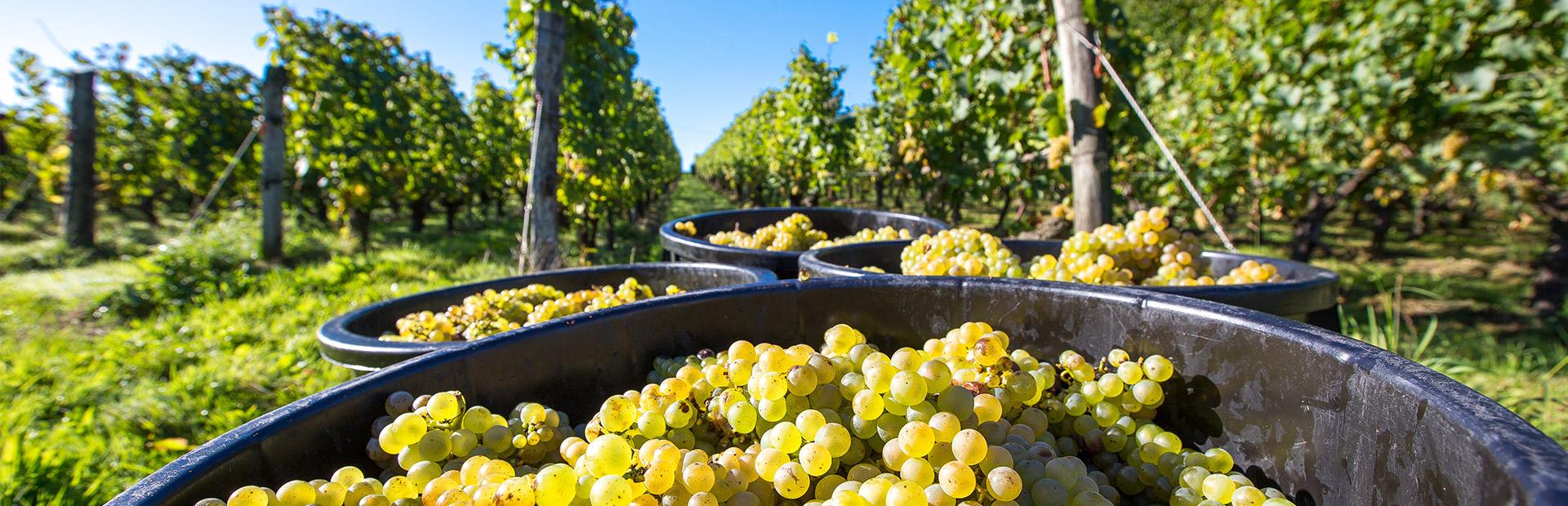 Récolte de raisins au Domaine de la Barbinière à Chantonnay Récolte de raisins au Domaine de la Barbinière à Chantonnay