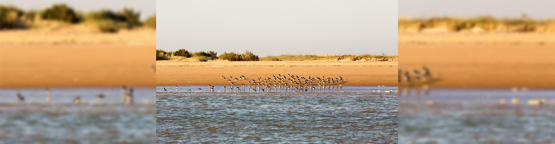 Oiseaux à La Pointe d'Arçay à L'Aiguillon sur Mer