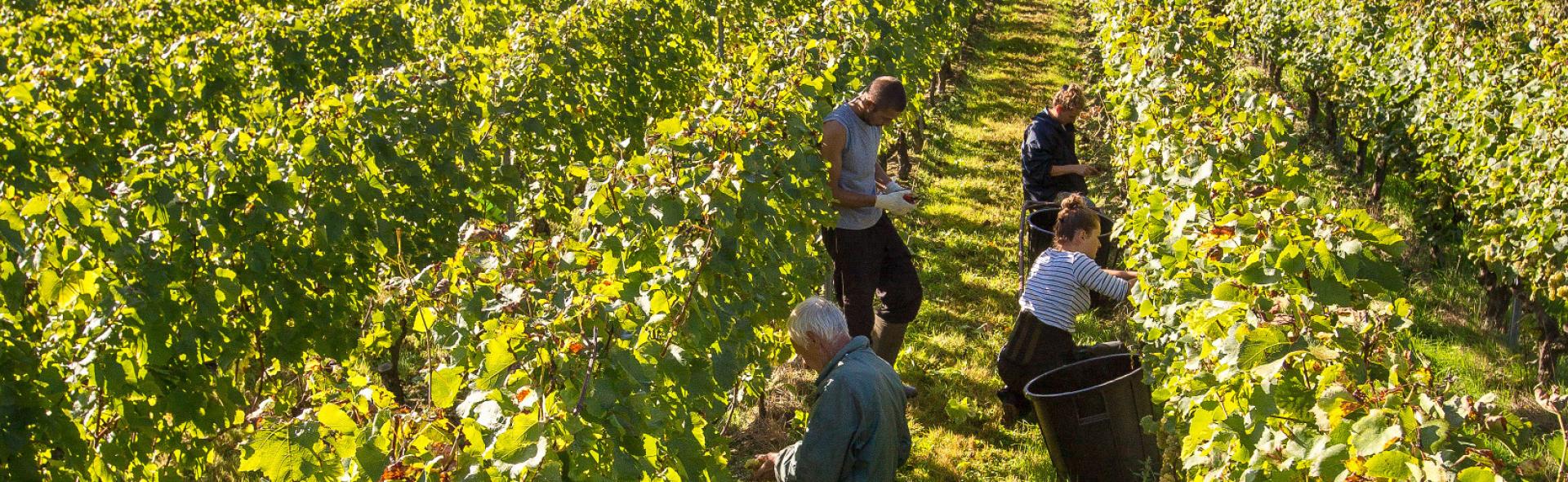 Domaine de la Barbinière à Chantonnay Domaine de la Barbinière à Chantonnay