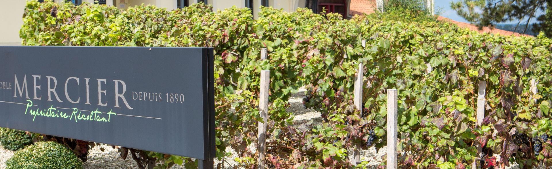 Domaine Mercier à Vix Domaine Mercier à Vix