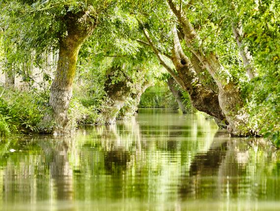 Ballade marais poitevin marais mouillé Ballade marais poitevin marais mouillé