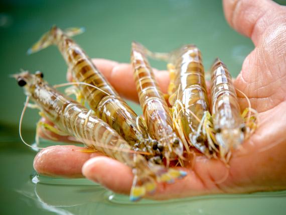 crevettes sud vendee