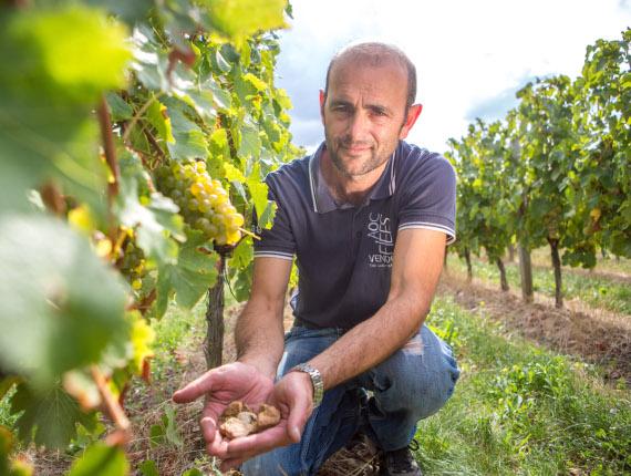 Vignoble Mercier - Vix vignoble mercier sud vendée