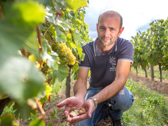 Domaine Mercier à Vix Domaine Mercier à Vix