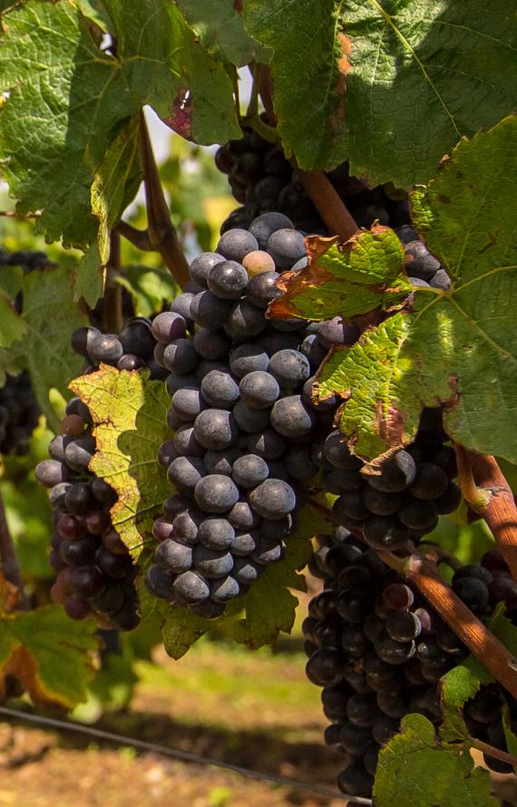 Grappe de raisin Domaine Mourat Grappe de raisin