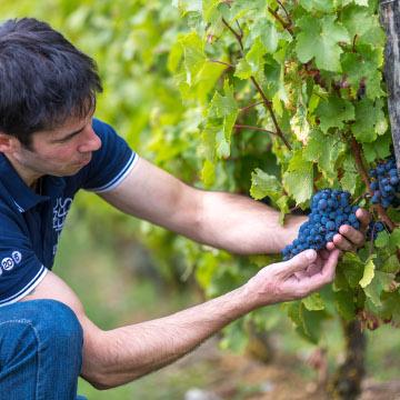 Domaine Coirier Pissotte