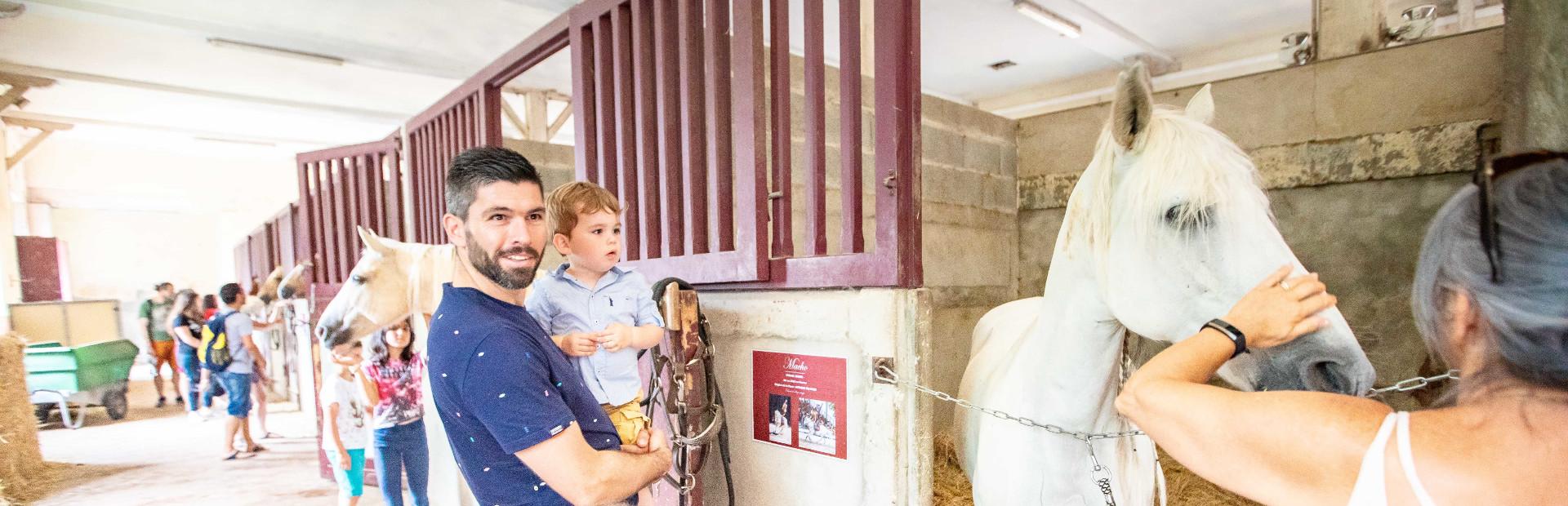 Partez en vacances à la Roche sur Yon Haras de la Vendée La Roche sur Yon Cheval