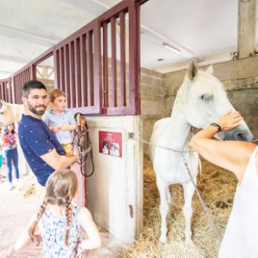 Haras de la Vendée à la Roche sur Yon